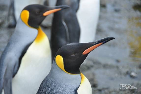 os coloridos e fotogênicos pinguins rei, em Salisbury Plain, na Geórgia do Sul